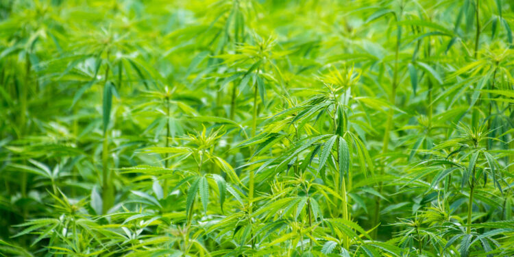 7 Tips And Tricks To Increase Your Cannabis Yields