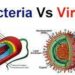 Viruses Different from Bacteria