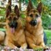 Are German Shepherds Good Pets
