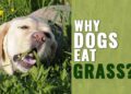 Why Your Dog Eats Grass: Understanding This Common Canine Behavior