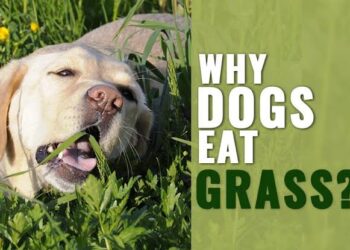 Why Your Dog Eats Grass: Understanding This Common Canine Behavior