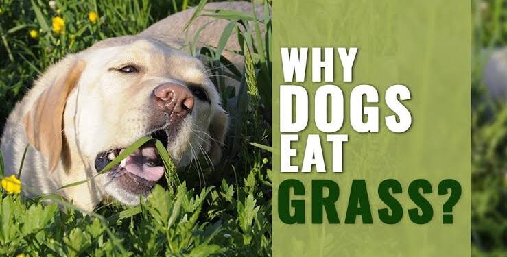 Why Your Dog Eats Grass: Understanding This Common Canine Behavior