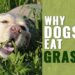 Why Your Dog Eats Grass: Understanding This Common Canine Behavior